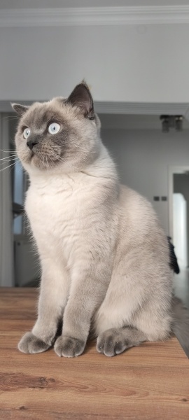 Colorpoint Shorthair, Kedi  Martis fotoğrafı