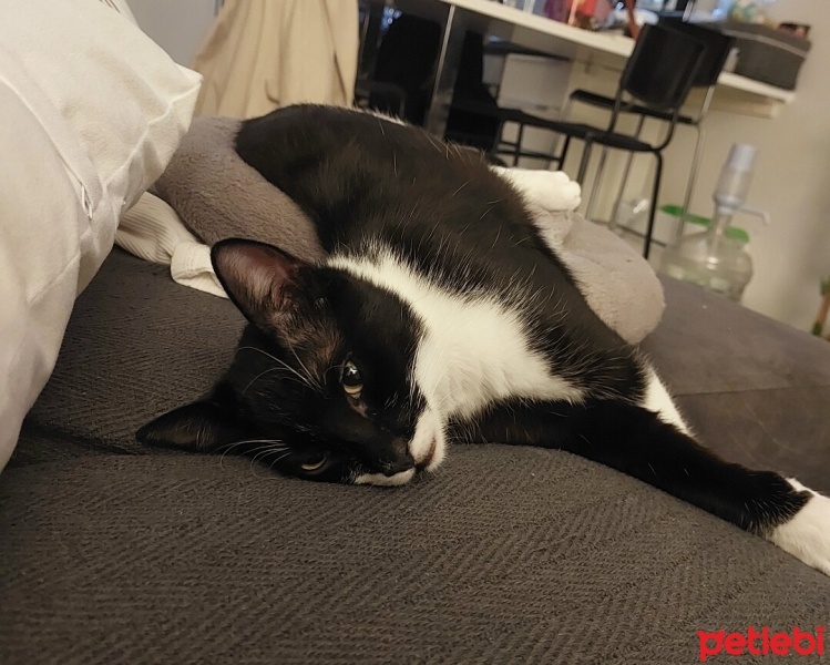 Tuxedo (Smokin) Kedi, Kedi  Yuki fotoğrafı