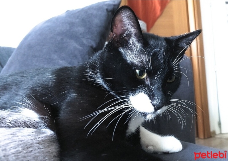 Tuxedo (Smokin) Kedi, Kedi  Yuki fotoğrafı