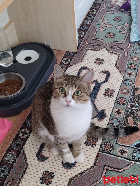 Tekir Kedi, Kedi  Salep fotoğrafı