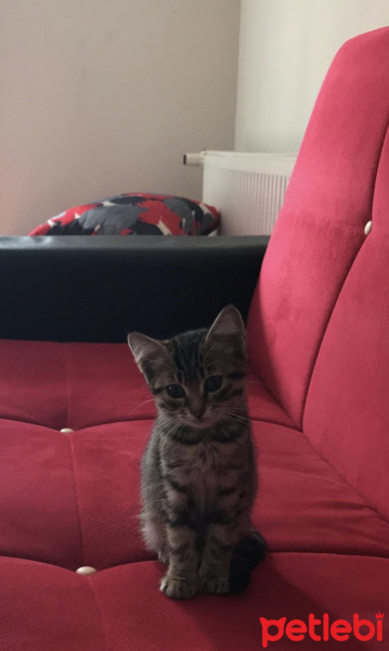 Tekir Kedi, Kedi  Kraker fotoğrafı