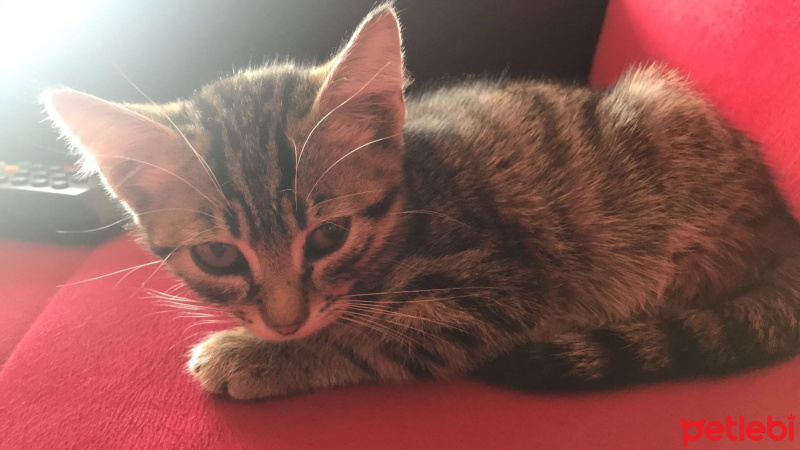Tekir Kedi, Kedi  Kraker fotoğrafı