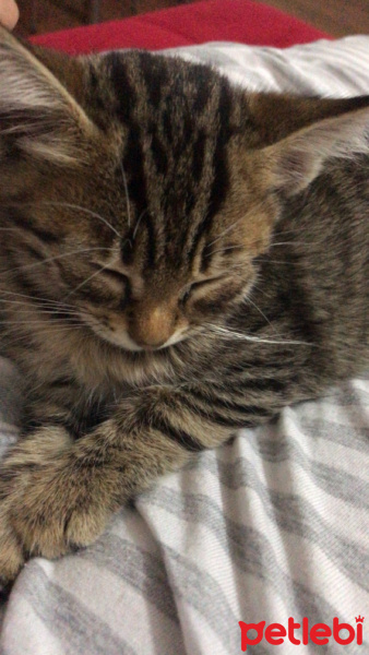 Tekir Kedi, Kedi  Kraker fotoğrafı