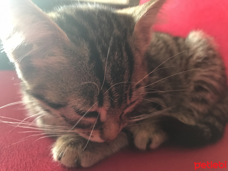 Tekir Kedi, Kedi  Kraker fotoğrafı