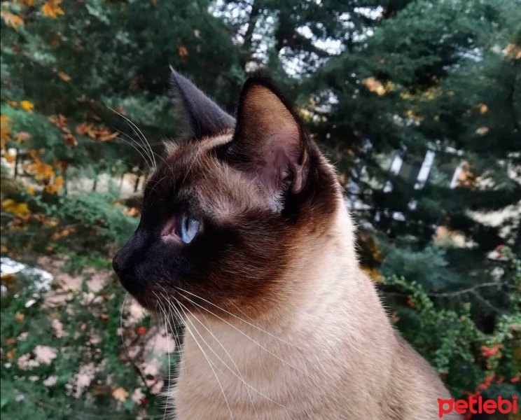 Siyam Kedisi, Kedi  Paşa fotoğrafı