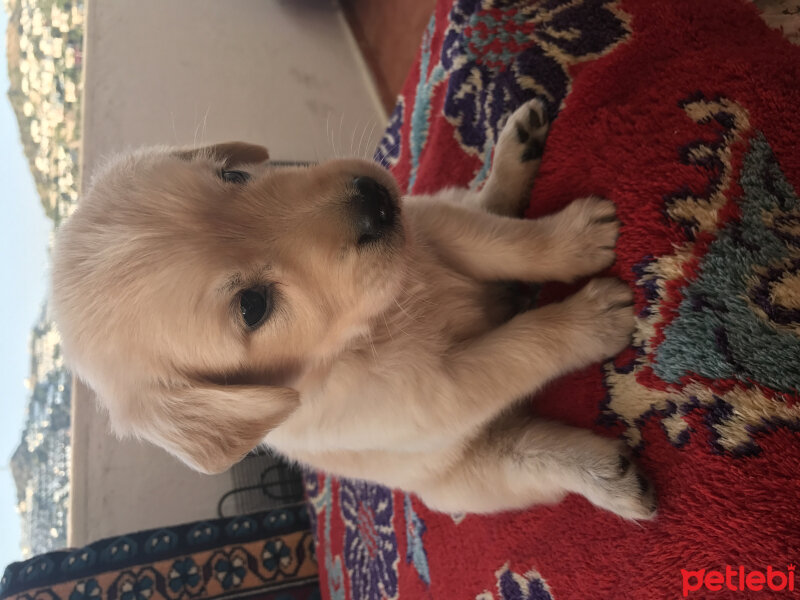 Golden Retriever, Köpek  Lodos fotoğrafı