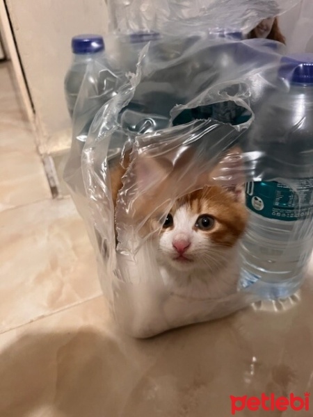 Sarman, Kedi  Miacan fotoğrafı