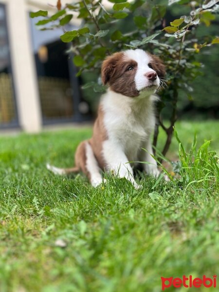 Border Collie, Köpek  Cooper fotoğrafı