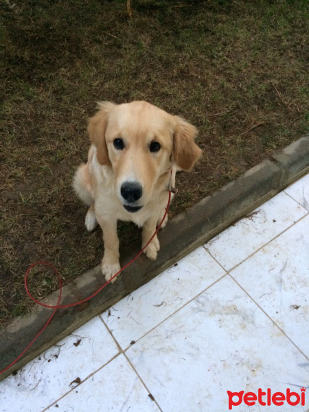 Golden Retriever, Köpek  dudu fotoğrafı