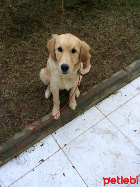 Golden Retriever, Köpek  dudu fotoğrafı