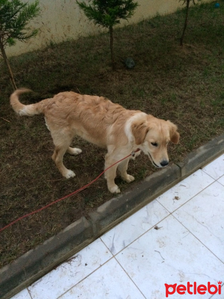 Golden Retriever, Köpek  dudu fotoğrafı