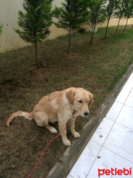 Golden Retriever, Köpek  dudu fotoğrafı
