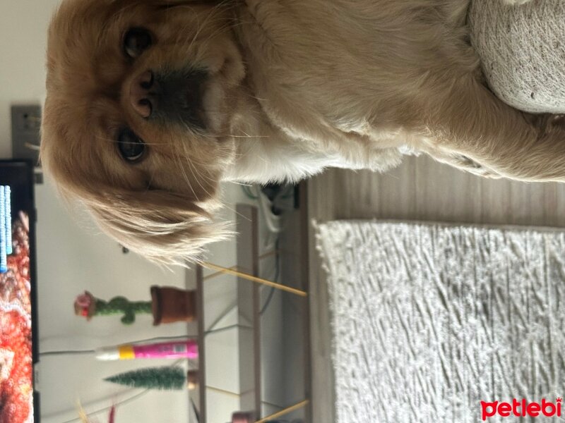 Pekingese, Köpek  Herkül fotoğrafı