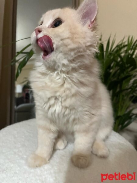 British Longhair, Kedi  Badem fotoğrafı