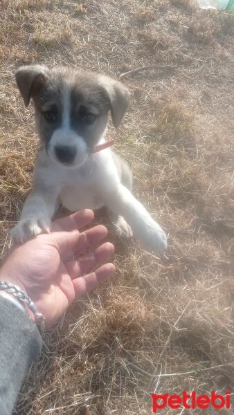 Jack Russell Terrier, Köpek  Tenes fotoğrafı