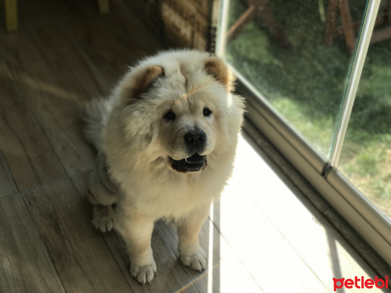 Chow Chow (çin Aslanı), Köpek  Patulya fotoğrafı