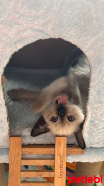 Siyam Kedisi, Kedi  Tosi fotoğrafı