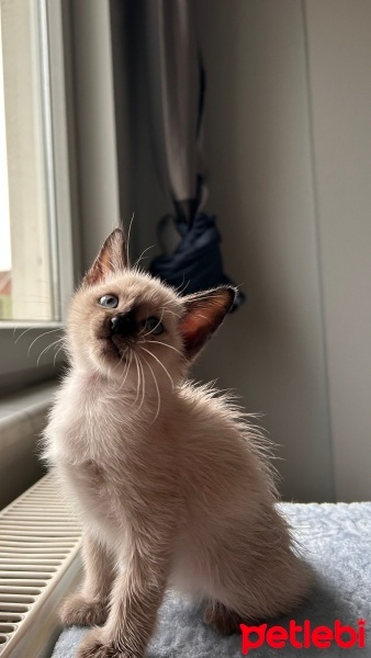 Siyam Kedisi, Kedi  Tosi fotoğrafı