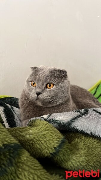 Scottish Fold, Kedi  Mentol fotoğrafı