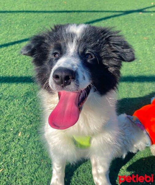 Border Collie, Köpek  Mays fotoğrafı