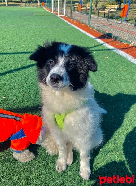 Border Collie, Köpek  Mays fotoğrafı