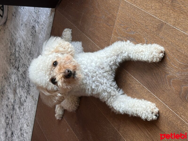 Poodle(Standart Kaniş), Köpek  Folie fotoğrafı