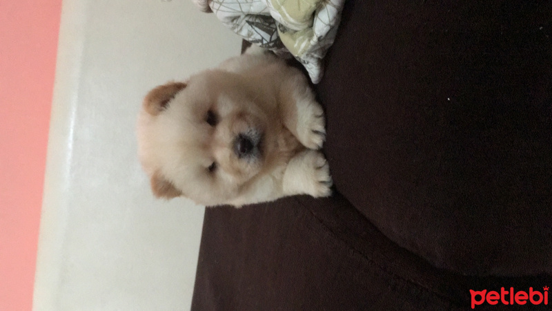 Chow Chow (çin Aslanı), Köpek  Pamuk fotoğrafı