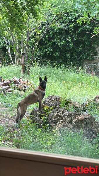 Belçika Malinois, Köpek  Mali fotoğrafı