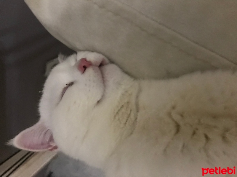 Scottish Fold, Kedi  Pamuk fotoğrafı