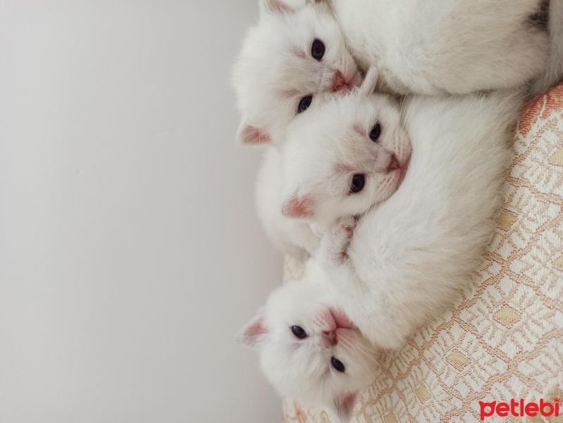 Scottish Fold, Kedi  Mia fotoğrafı