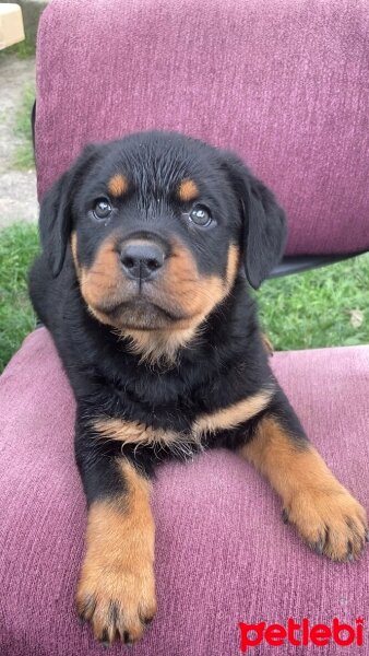 Rottweiler, Köpek  Rottweiler fotoğrafı