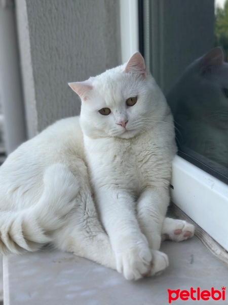 British Shorthair, Kedi  Bulut fotoğrafı
