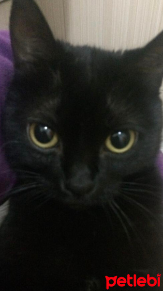 Bombay, Kedi  Gece fotoğrafı
