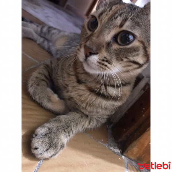Tekir Kedi, Kedi  Hera fotoğrafı