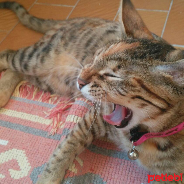 Tekir Kedi, Kedi  Hera fotoğrafı