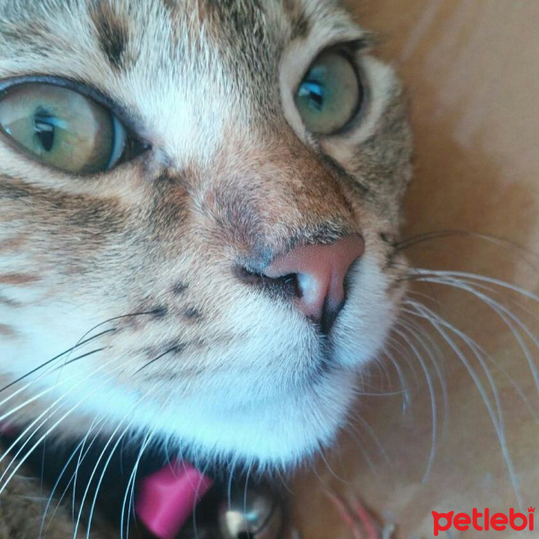 Tekir Kedi, Kedi  Hera fotoğrafı