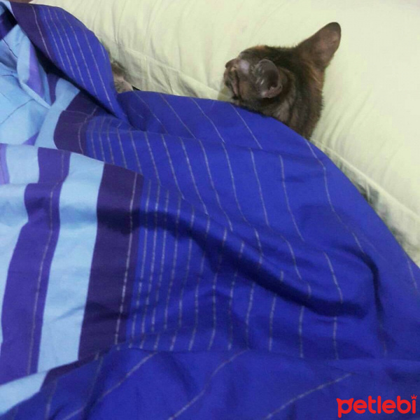 Tekir Kedi, Kedi  Hera fotoğrafı