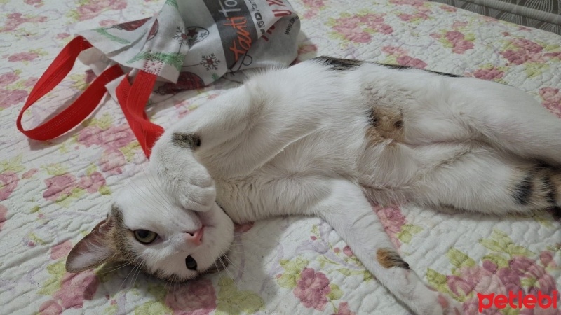 Tekir Kedi, Kedi  Minnoş fotoğrafı