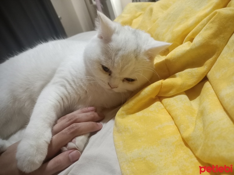 British Shorthair, Kedi  Mia fotoğrafı