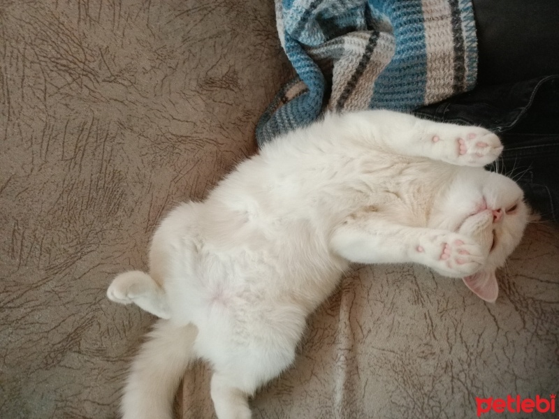 British Shorthair, Kedi  Mia fotoğrafı