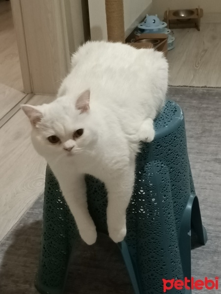 British Shorthair, Kedi  Mia fotoğrafı