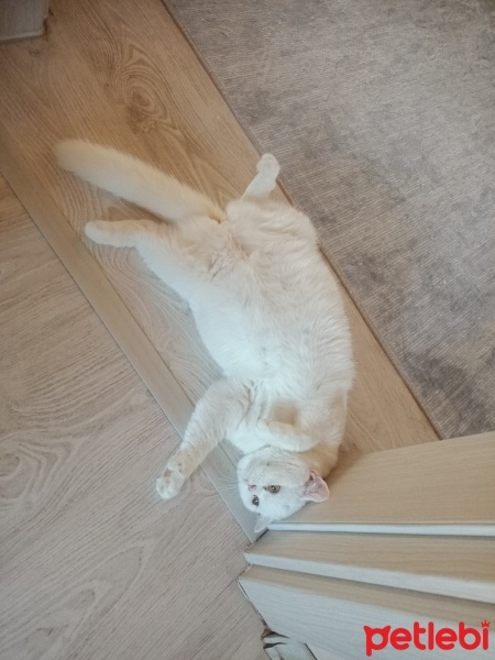 British Shorthair, Kedi  Mia fotoğrafı
