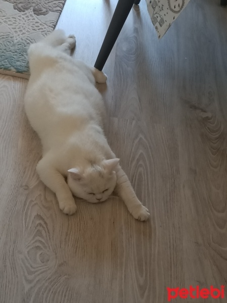 British Shorthair, Kedi  Mia fotoğrafı