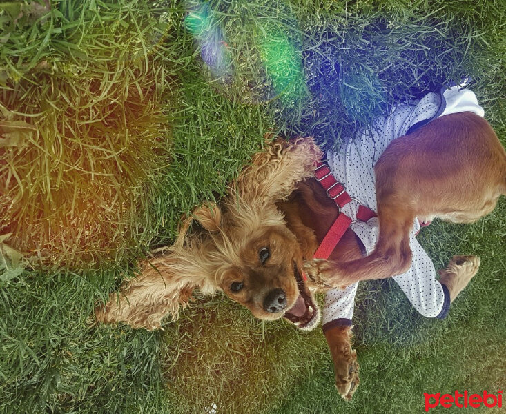 Amerikan Cocker Spaniel, Köpek  California fotoğrafı