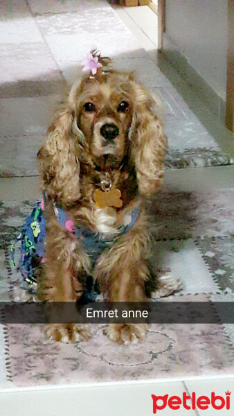 Amerikan Cocker Spaniel, Köpek  California fotoğrafı