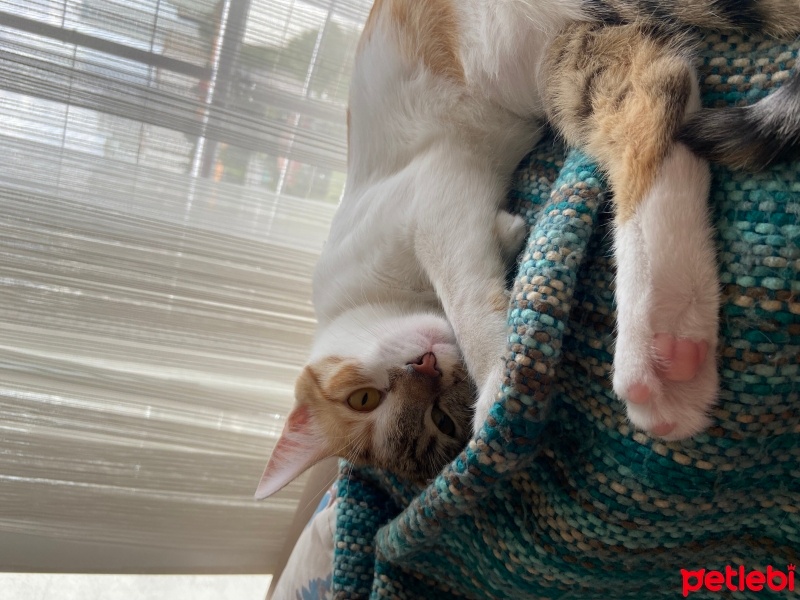 Tekir Kedi, Kedi  Pati fotoğrafı