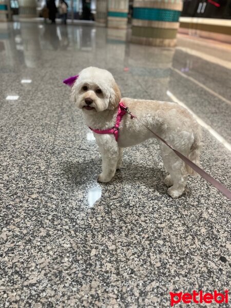 Poodle(Standart Kaniş), Köpek  Hera fotoğrafı