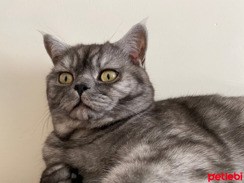 British Shorthair, Kedi  karam fotoğrafı