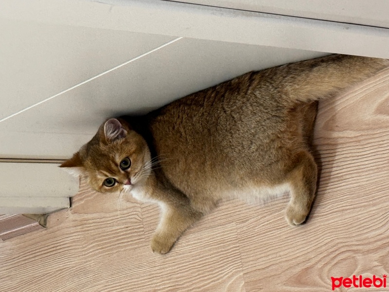 British Shorthair, Kedi  Bal fotoğrafı