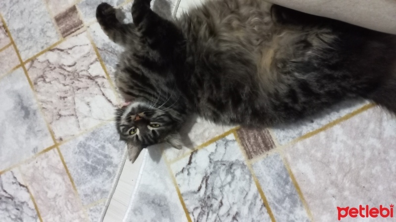 Tekir Kedi, Kedi  Minnoş fotoğrafı